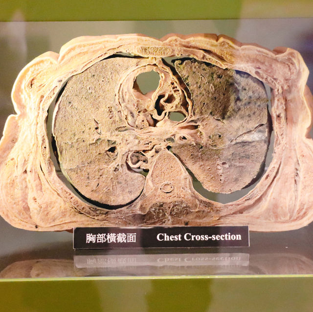 Hong Kong Museum of Medical Sciences