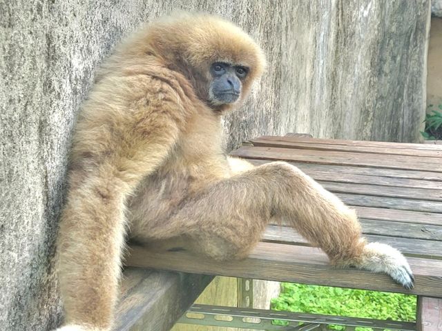 高雄｜壽山動物園