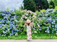 Ajisai @ Hydrangea in Niigata 