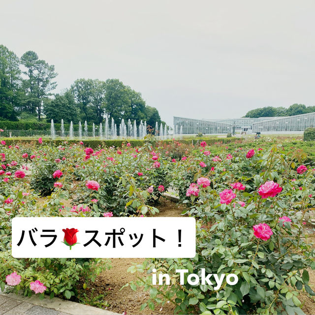 【Tokyo🇯🇵】神代植物公園🌹🌹