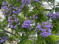 【🇯🇵東京近郊】熱海あたみ桜基準木，櫻花🌸迷必去‼️