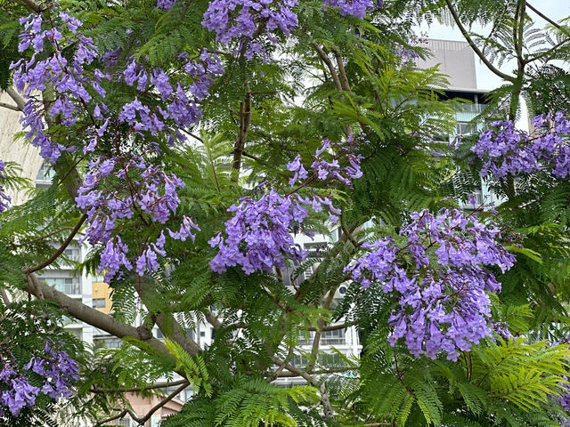 【🇯🇵東京近郊】熱海あたみ桜基準木，櫻花🌸迷必去‼️