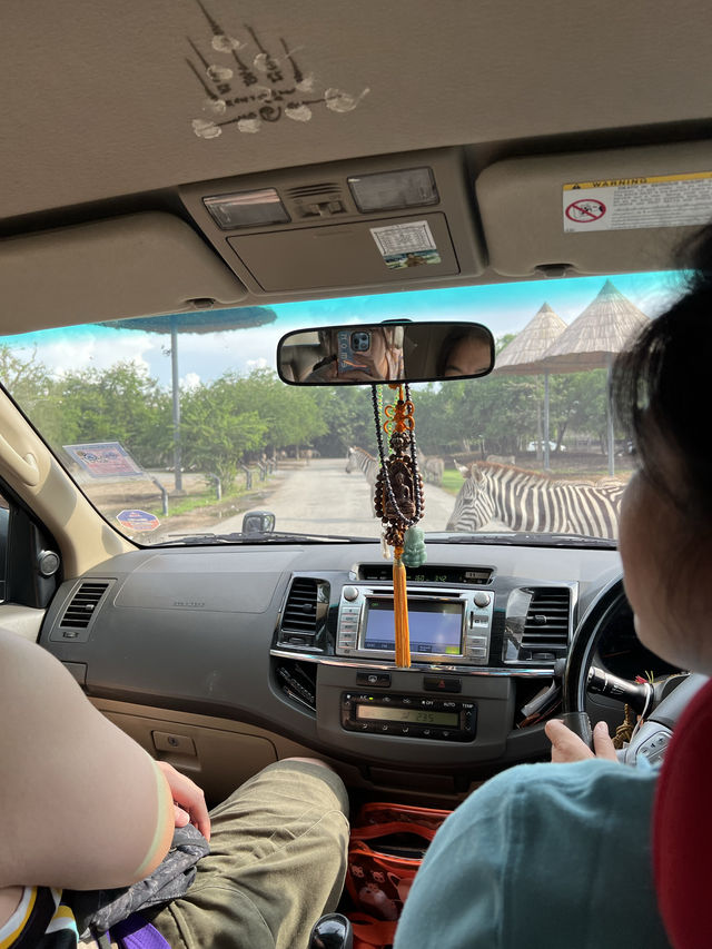 【泰國曼谷】Safari World：動物互動, 絕對好玩！