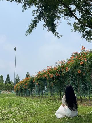 ✨실시간✨ 한 곳에 능소화 스팟이 두곳이나 있는 장소🧡