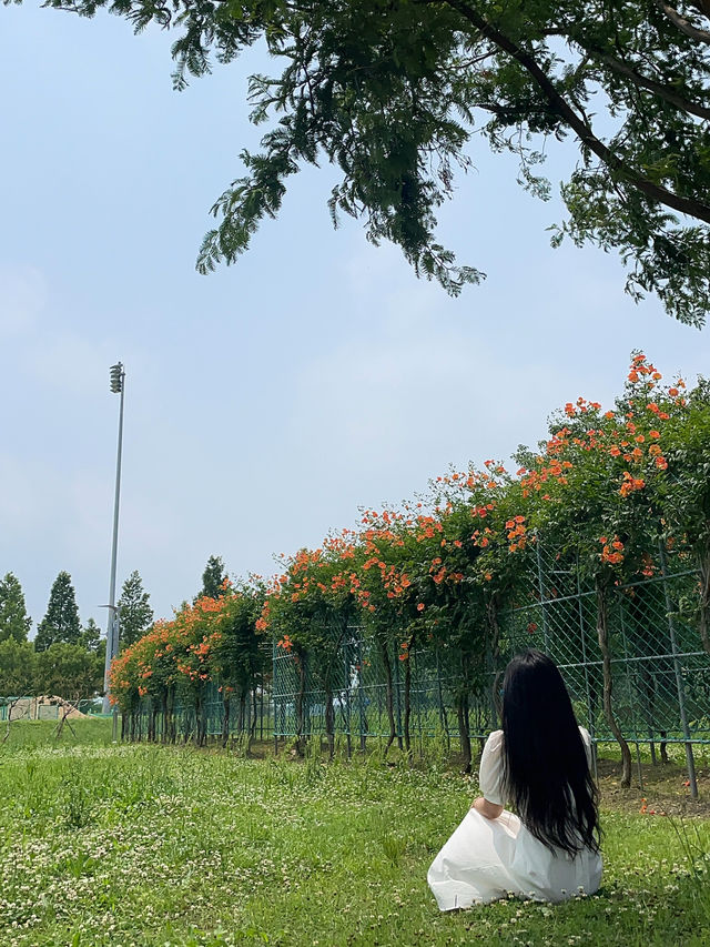 ✨실시간✨ 한 곳에 능소화 스팟이 두곳이나 있는 장소🧡