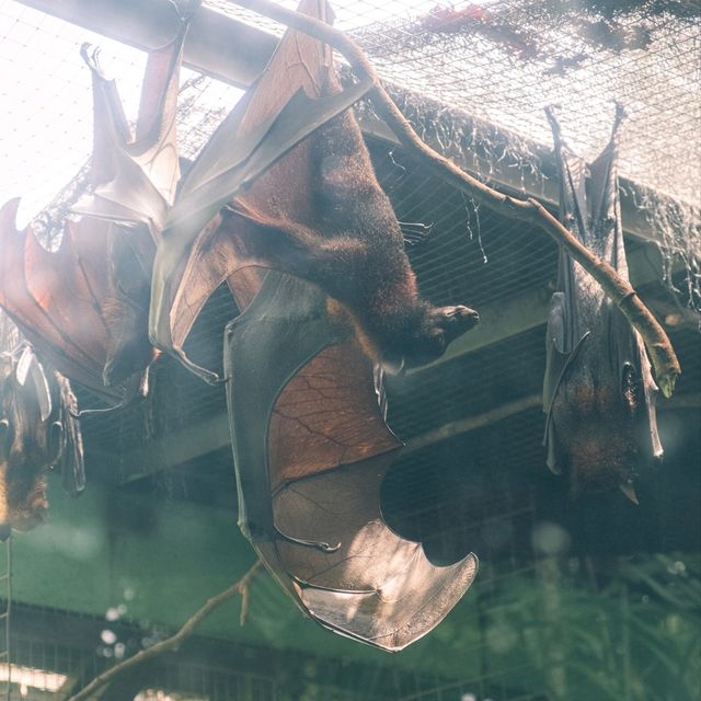 【インドネシア】ジャカルタで動物園に行くならラグナン動物園