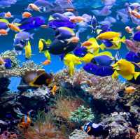 Okinawa Churaumi Aquarium