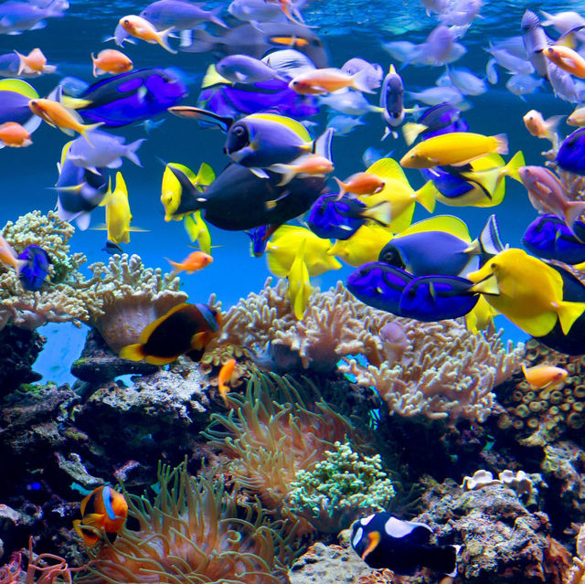 Okinawa Churaumi Aquarium