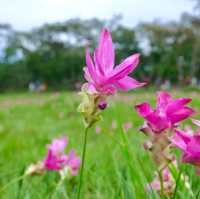 ทุ่งดอกกระเจียว อุทยานแห่งชาติไทรทอง จ.ชัยภูมิ