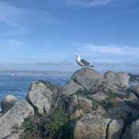 Exploring the 17-Mile Drive: A Scenic Coastal Journey