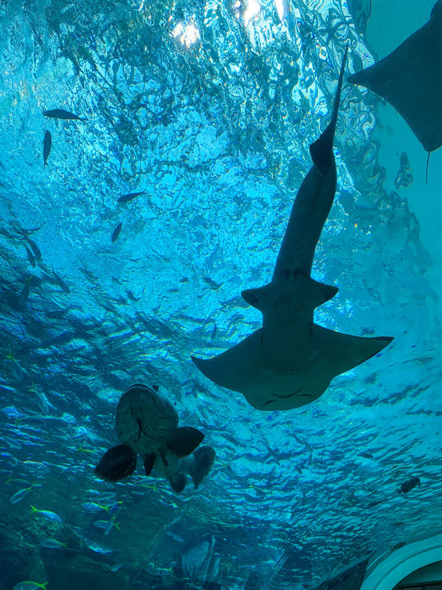 Port of Nagoya Public Aquarium 🪼🐬🚢