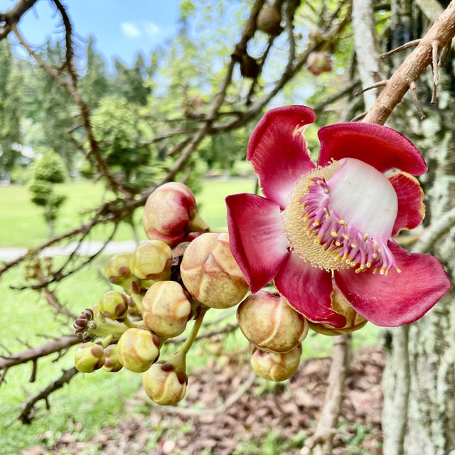 Serene Splendor at Penang Gardens
