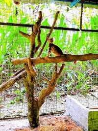 Charming Encounters with Chickens and Small Animals at Deerland Park