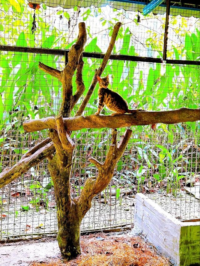 Charming Encounters with Chickens and Small Animals at Deerland Park