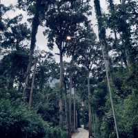 • ถนนต้นยาง • ประตูสู่เชียงดาว 🌳🍃