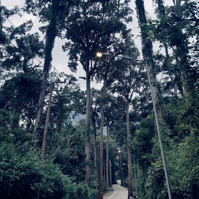 • ถนนต้นยาง • ประตูสู่เชียงดาว 🌳🍃