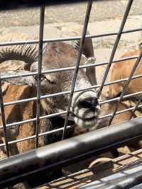 近距離餵動物嘅難忘體驗 