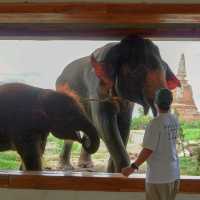 ไปถ่ายรูปกับน้องช้างที่ Ayothaya Cafe