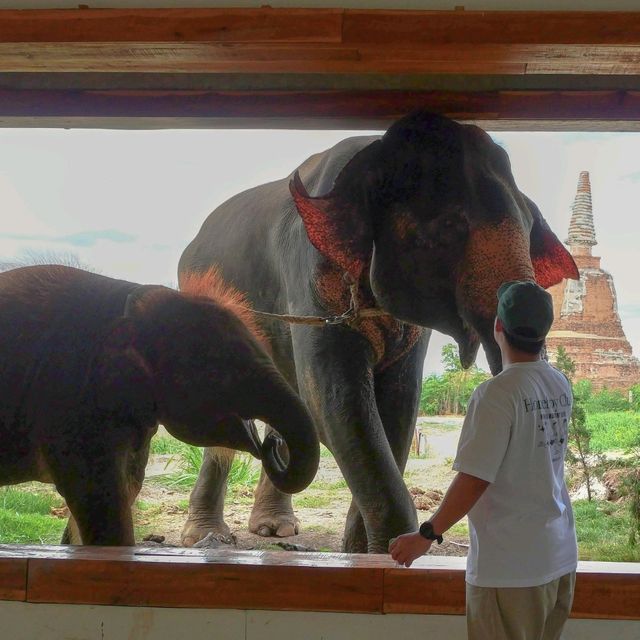 ไปถ่ายรูปกับน้องช้างที่ Ayothaya Cafe