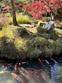 【京都嵐山】世界遺産天龍寺の紅葉✨ 曹源池庭園！