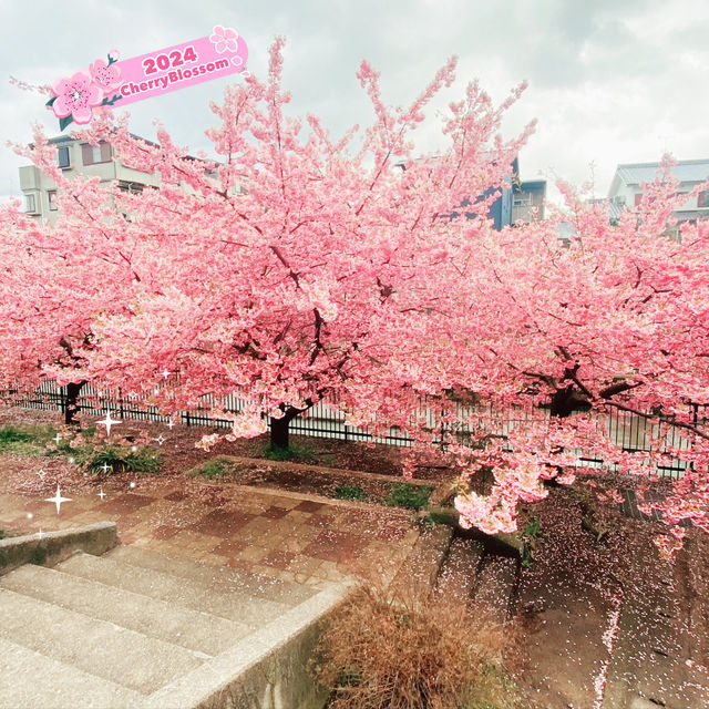 ～淀の河津櫻～
