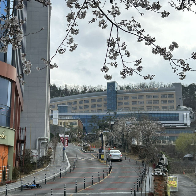 호텔 수성의 사계절 온천 인피니티풀에서 대구 시티 뷰 즐기기🫶🏻 🏊🌃