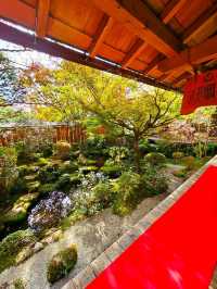 【京都/紅葉スポット】樹齢700年！１度はみたい、神秘的な五葉松🍁