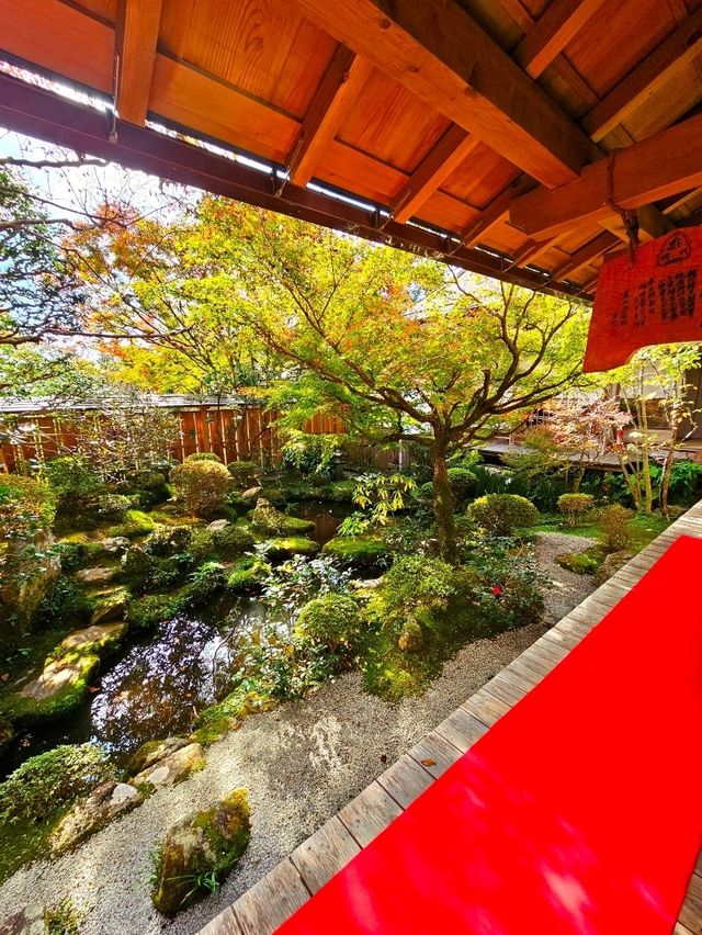 【京都/紅葉スポット】樹齢700年！１度はみたい、神秘的な五葉松🍁