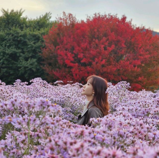 문경 가을꽃구경🌼