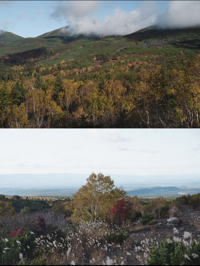 【おすすめ紅葉スポット】北海道の美瑛