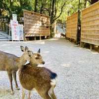 奈良°ㅣ原始森林中的千年神社ㅣ被鹿包圍的春日大社