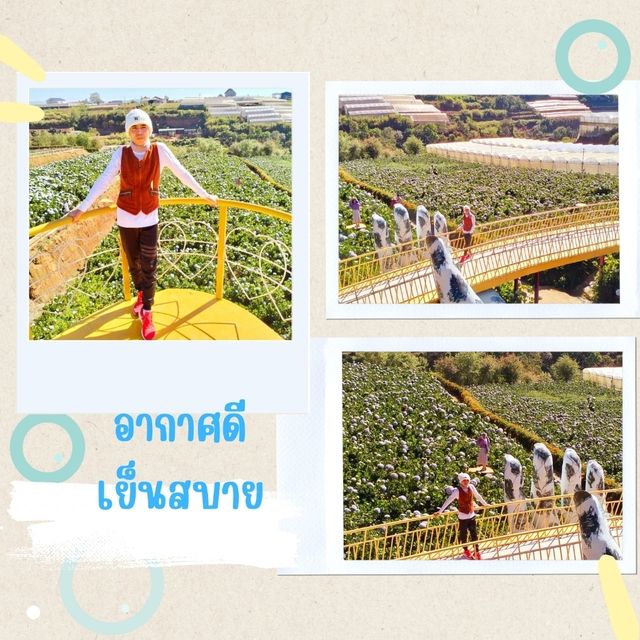 ไฮเดรนเยีย 💗💗💗ฉันมาแล้วนะ