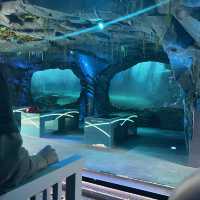 브리즈번 sea world 씨월드 펭귄 돌고래 