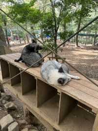 蔵王きつね村🦊