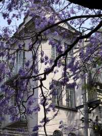 Best spot to watch jacaranda blooming in Mexico city