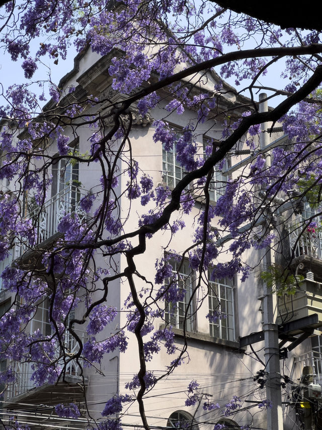 Best spot to watch jacaranda blooming in Mexico city