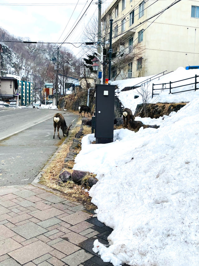 【北海道:登別】北海道遺産に認定されている登別地獄谷
