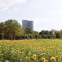 ทุ่งดอกทานตะวันในเมืองกรุง สวนรถไฟจตุจักร🌻