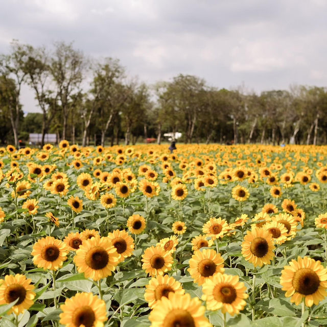 ทุ่งดอกทานตะวันในเมืองกรุง สวนรถไฟจตุจักร🌻
