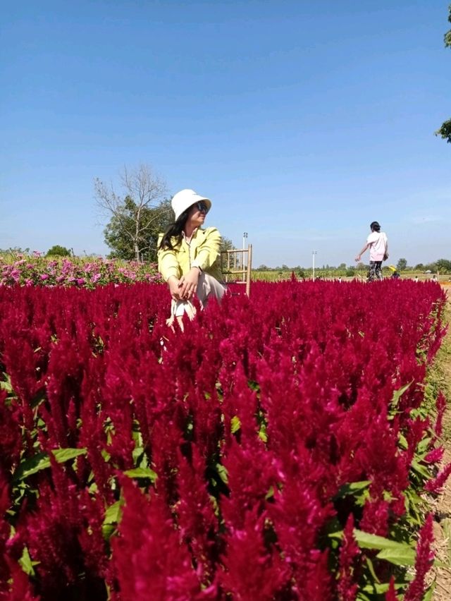 ชมทุ่งดอกไม้สวยที่ปลายนาฟลาวเวอร์