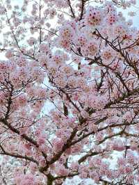 【千葉】レトロな桜並木