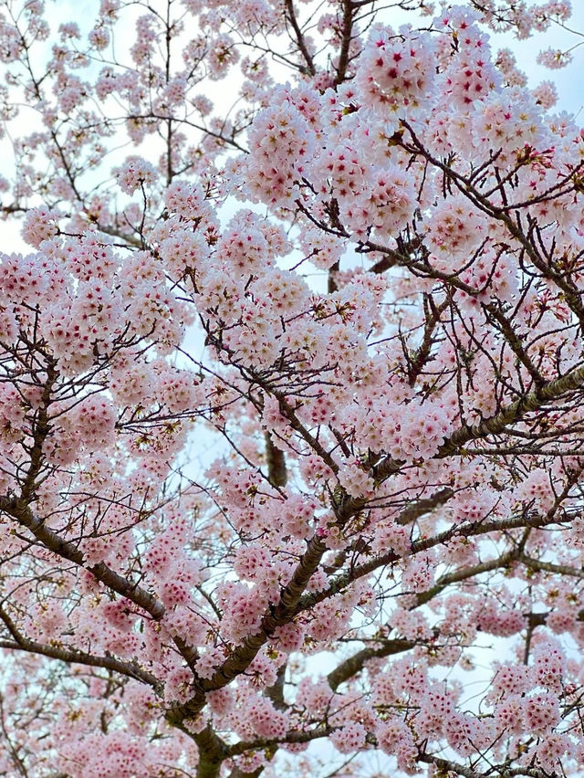 【千葉】レトロな桜並木