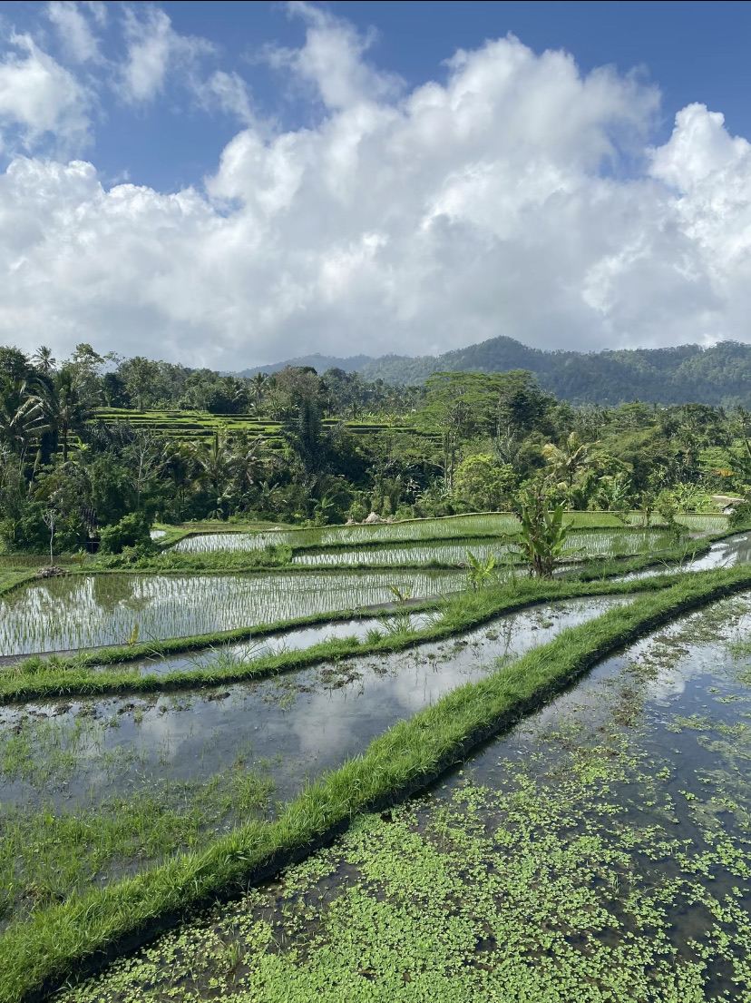 バリ島の棚田🇮🇩を目の前で見てきました！絶景の棚田景色をみなさんに