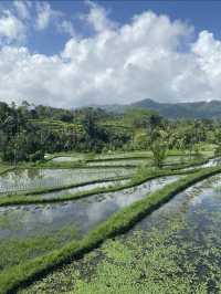 バリ島の棚田🇮🇩を目の前で見てきました！絶景の棚田景色をみなさんにおすそ分けです🎵