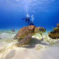 Diving in Philippines