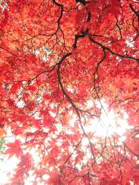 📍長野　真っ赤な紅葉が見られる長円寺