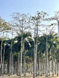 蓮花山公園-深圳市區最受歡迎公園，豐富的生態環境和多樣的景觀