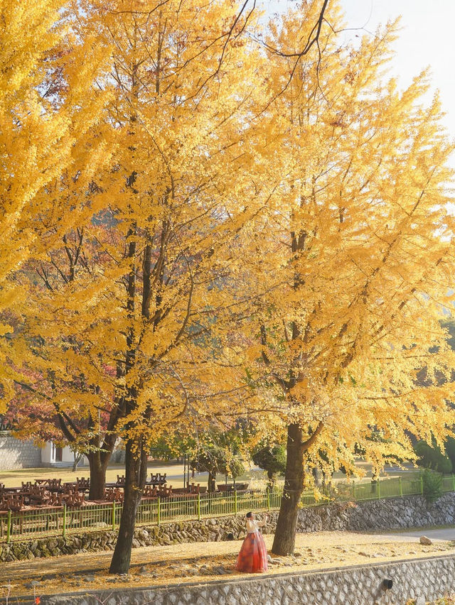 너무 아름다웠던 올 가을 제천 배론성지🍁🤎