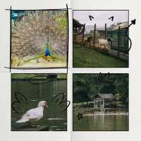文山市民農園：動物樂園的奇妙🦙🦩