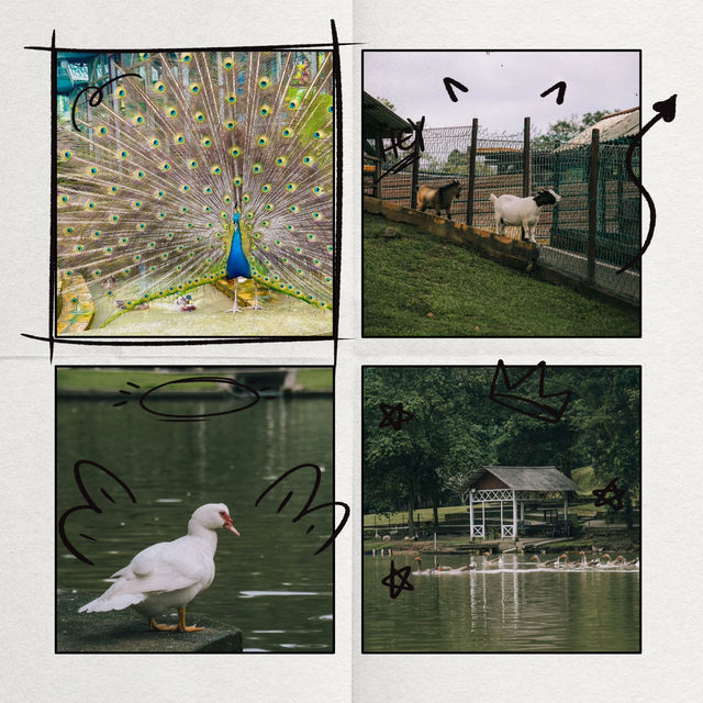 文山市民農園：動物樂園的奇妙🦙🦩
